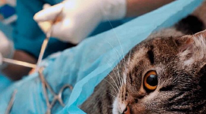 Vigilância Epidemiológica orienta sobre procedimento para castração de cães e gatos