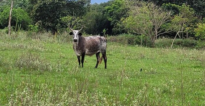 Bovinos em área de reserva geram multas de R$5,8 mil em Mirante do Paranapanema