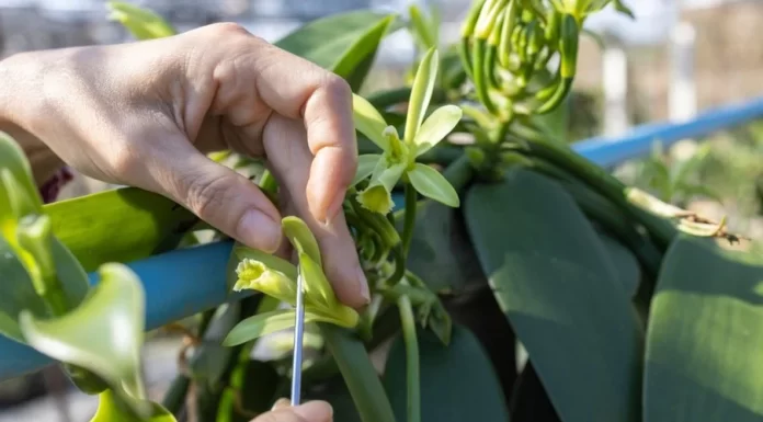 Baunilha: Embrapa lança livro digital sobre cultivo e manejo da especiaria