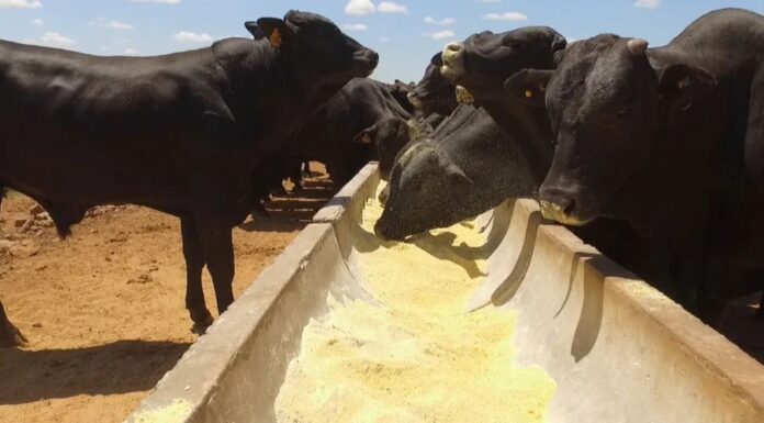 Carne premium: que tipo ou categoria de animal é mais eficiente no cocho?