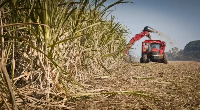 Produtividade média da cana cresce 15 toneladas por hectare na safra atual