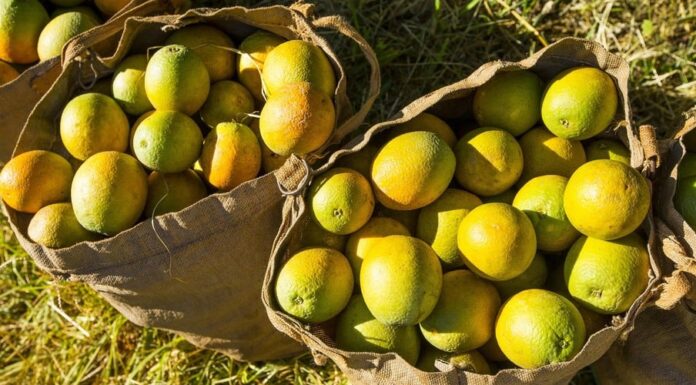 Governo de SP inicia campanha contra o greening em pomares de laranja
