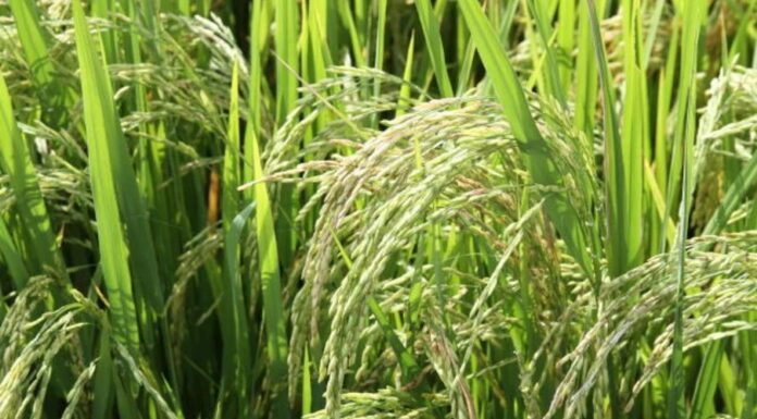 Saca de arroz sobe e se aproxima dos R$ 120 no RS, maior produtor do país