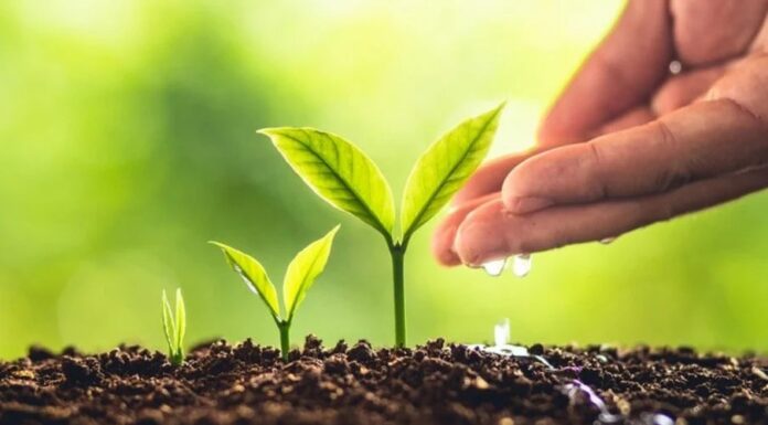 Governo registra mais 55 defensivos agrícolas totalizando 365 em 2023