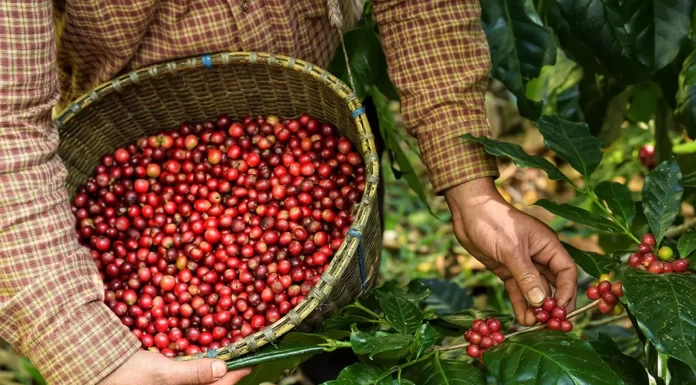 Conab: Brasil deve colher 55,07 milhões de sacas de café em 2023