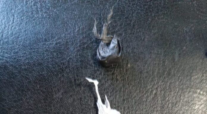 Menor é apreendido por tráfico de drogas em Dracena