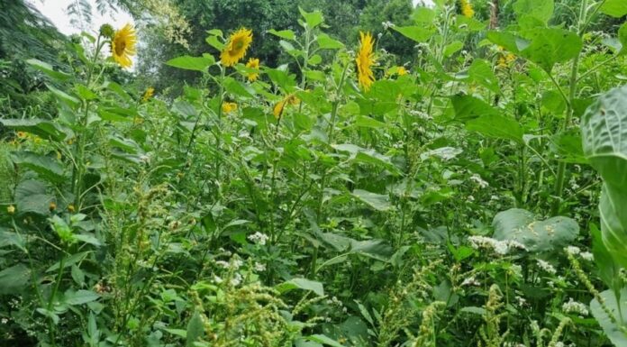 Meliponicultura: Adubos verdes de girassol e trigo mourisco potencializam oferta de recursos florais
