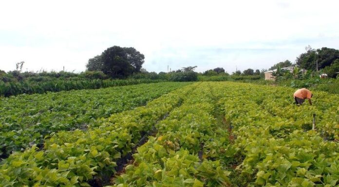 Safra 2023/24: produção de grãos deve cair 4,2% em relação a 2022/23, informa Conab