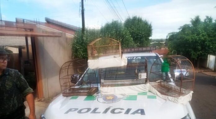Criador amador de pássaros é multado em R$ 4 mil em Flórida Paulista