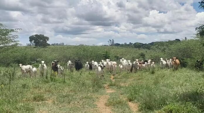 Fazenda é multada em R$ 17,3 mil por gado em Área de Preservação em Presidente Prudente