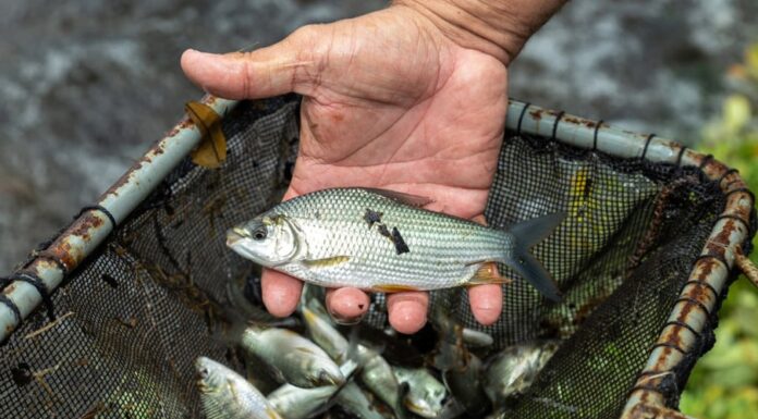 Rio Paraná vai receber mais de 1 milhão de peixes em fevereiro