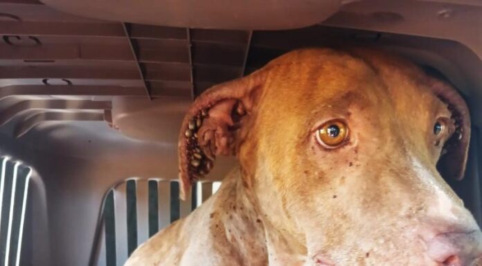 Mulher é multada em R$ 3 mil por maus-tratos contra cão em Álvares Machado
