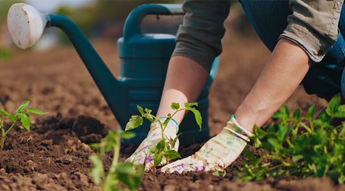 SENAR e Sindicato Rural abrem vagas para curso de jardineiro