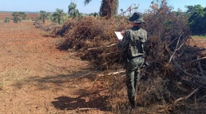 Fazendeiro é multado em R$19,5 mil por destruir vegetação nativa em Marabá Paulista