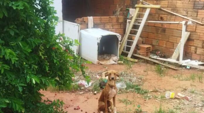 Tutor alega não ter dinheiro para cuidados veterinários, é multado e ainda responderá criminalmente por maus-tratos a cachorra