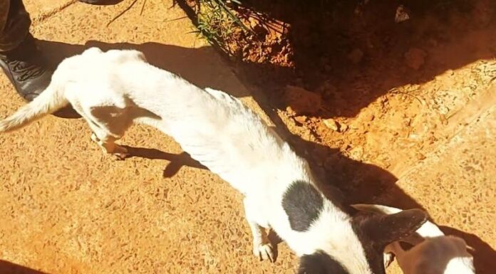 Mulher é multada em $ 6 mil por maus tratos contra dois cães em Presidente Pudente