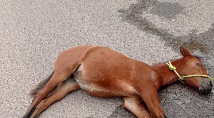 Homem é multado em R$ 3 mil e ainda responderá criminalmente por maus-tratos a cavalo, em Presidente Prudente