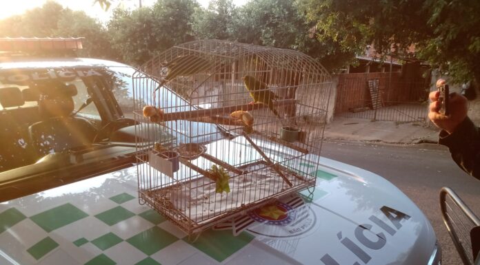 MORADORA DE DRACENA É MULTADA EM R$ 1 MIL POR MANTER AVES SILVESTRES EM CATIVEIRO