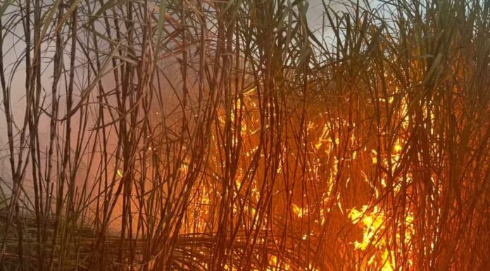 Incêndio de grandes proporções atinge canavial no distrito de Terra Nova do Oeste, em Santa Mercedes