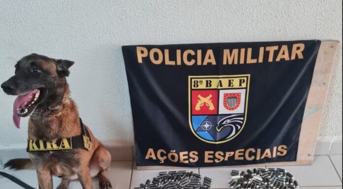Cadela farejadora ajuda a prender 4 bolivianos que transportavam mais de 300 cápsulas de pasta base de cocaína no estômago