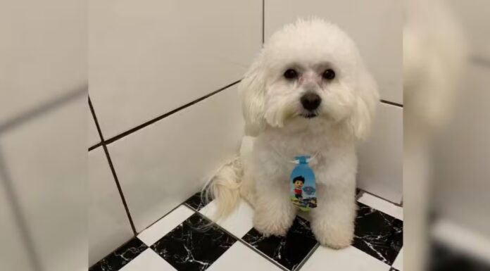 Pet shop que devolveu cão morto após banho não tem alvará de funcionamento, diz prefeitura