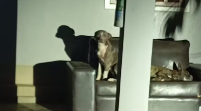 Mulher morre após ser atacada por cães em Penápolis