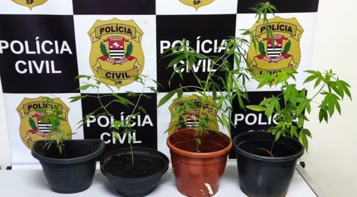 Dupla é presa com porções e pés de maconha durante operação policial, em Presidente Prudente