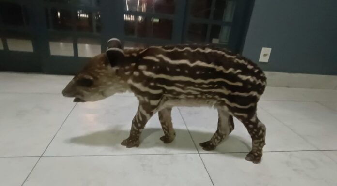 POLÍCIA MILITAR DE INÚBIA PAULISTA FAZ UM SOCORRO MUITO ESPECIAL.