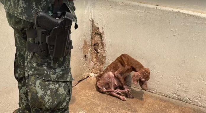 Tutora responderá por crime de maus-tratos após cão ser encontrado magro, com sarna e dificuldades de se manter em pé