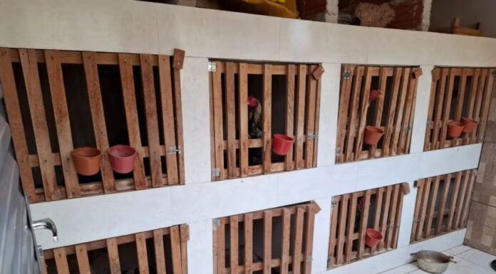 Polícia Ambiental desmonta rinha para briga de galos; responsável leva multa de R$ 15 mil e ainda responderá por crime de maus-tratos a animais domésticos