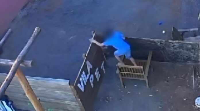 Criança invade e mata 23 animais em veterinária