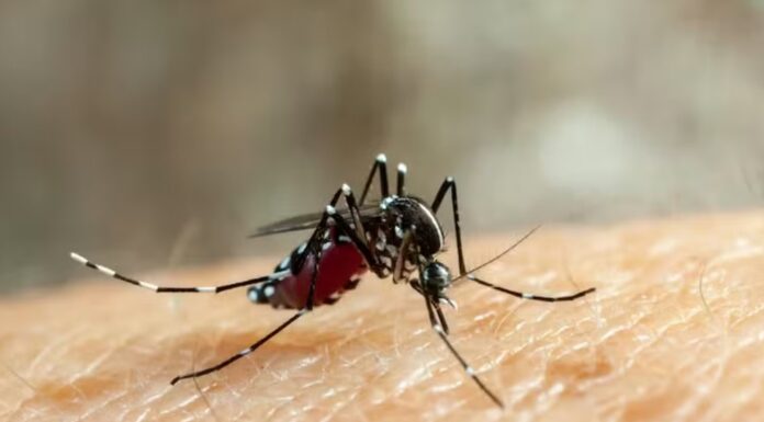 Após 18 anos, Presidente Prudente registra reintrodução do sorotipo 3 da dengue