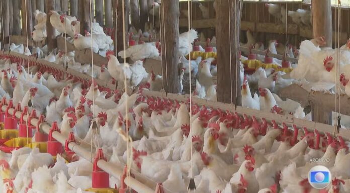 Veja os países com embargos à carne de frango do Brasil após gripe aviária