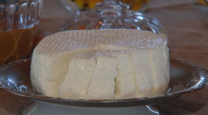 Criadores de búfalas investem na produção artesanal de queijo