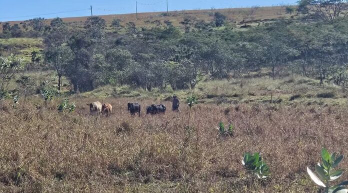 Idosos são multados em R$ 22,5 mil por pastoreio de gado em área de reserva, em Marabá Paulista