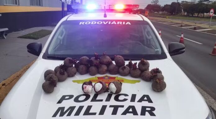 Boliviano é preso ao transportar 7kg de cocaína escondidos dentro de beterrabas, em Pres. Bernardes