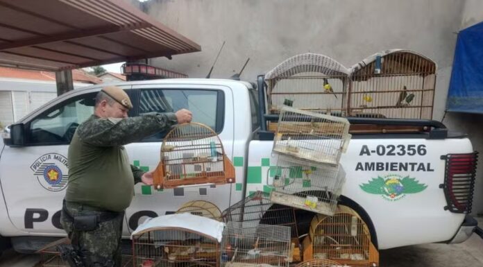 Idoso é multado em R$ 9,5 mil por manter 19 aves silvestres em cativeiro, em Lucélia