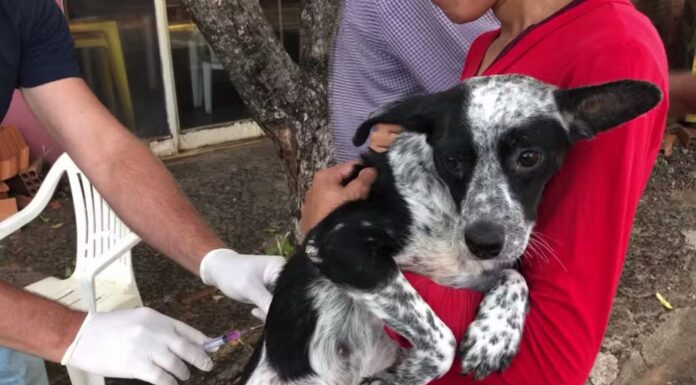 Tutores podem levar cães e gatos para receber vacina antirrábica em Adamantina e Dracena