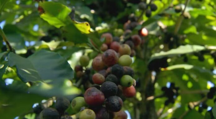 Produtores paulistas colhem safra do café