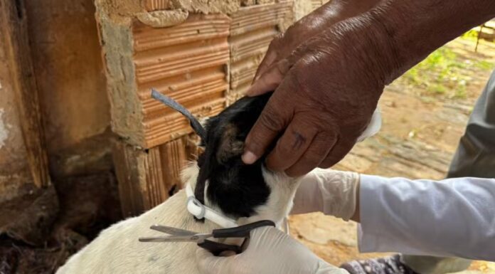 Centro de Controle de Zoonoses realiza encoleiramento de cães para prevenção da leishmaniose em Dracena