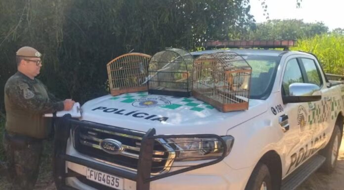 Homem é multado em R$ 2,5 mil por manter aves silvestres em cativeiro no Jardim Marajá, em Pacaembu