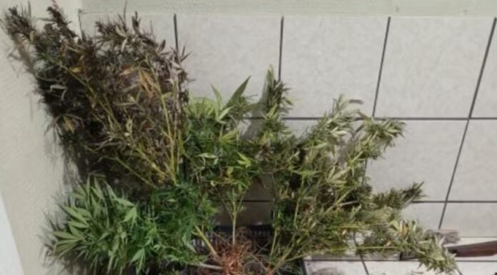 Com 21 pés de maconha, homem é preso por porte de arma de fogo em Santo Anastácio