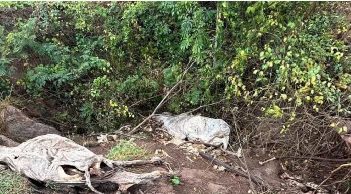 Idoso recebe multa de R$ 18 mil e responderá criminalmente pela morte de três bovino, em Indiana