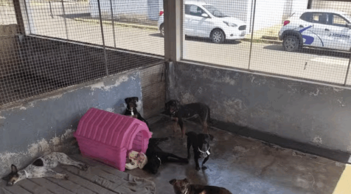 Três cães e seis gatos são encontrados mortos em uma casa no interior de SP