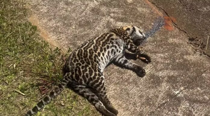 No intervalo de 10 dias, Oeste Paulista registra 3ª morte de jaguatirica por atropelamento em rodovia