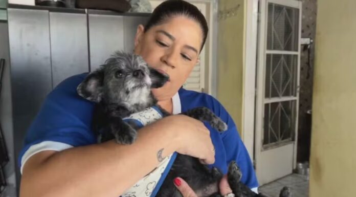 Pets sofrem com problemas respiratórios durante período de estiagem; veja como amenizar sintomas