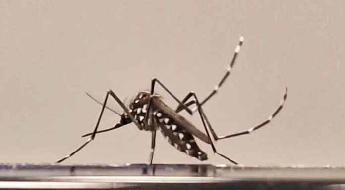 Vigilância Epidemiológica confirma dengue como causa da morte de idosa em Dracena