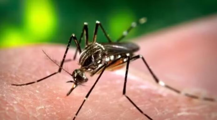 Presidente Prudente registra 24ª morte por dengue em 2025; doença vitima idoso de 83 anos