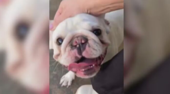 Homem é preso suspeito de torturar cachorro após ex-companheira pedir medida protetiva em Rio Preto