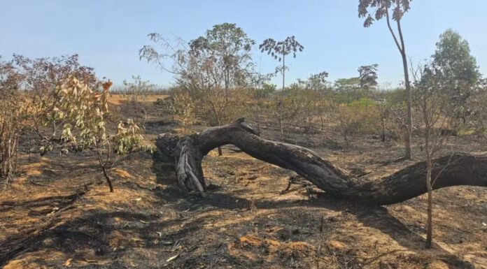 Usina é multada em mais de R$ 180 mil por incêndio em área de canavial no interior de SP